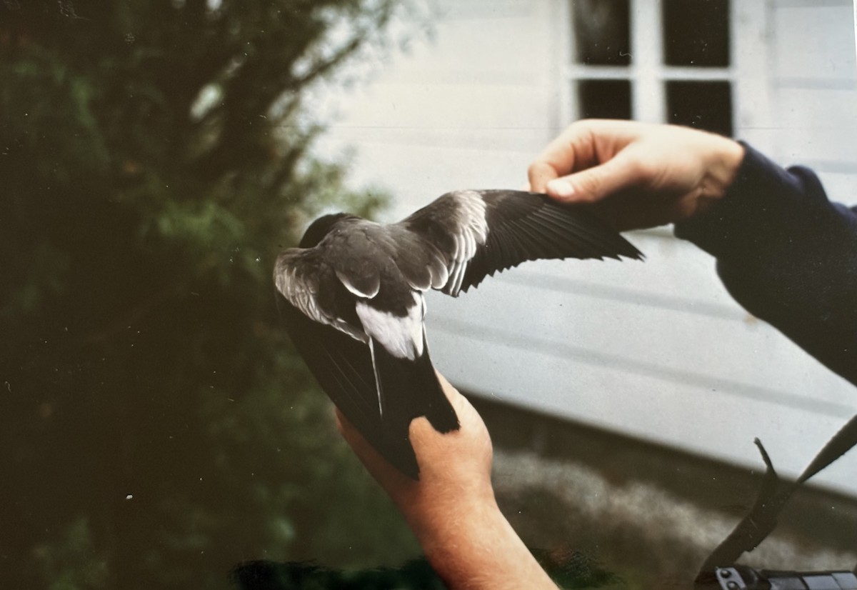 Leach's Storm-Petrel - ML640350875