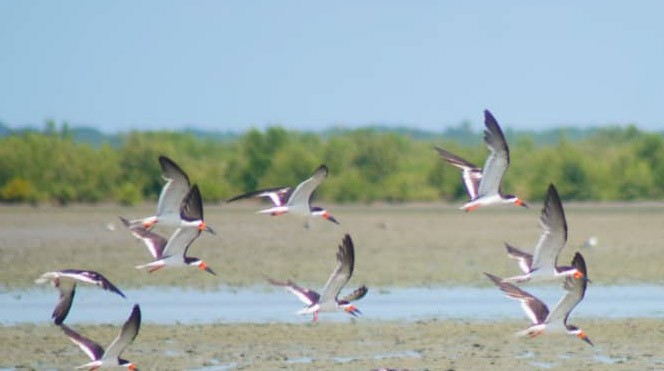 Black Skimmer - ML640350900