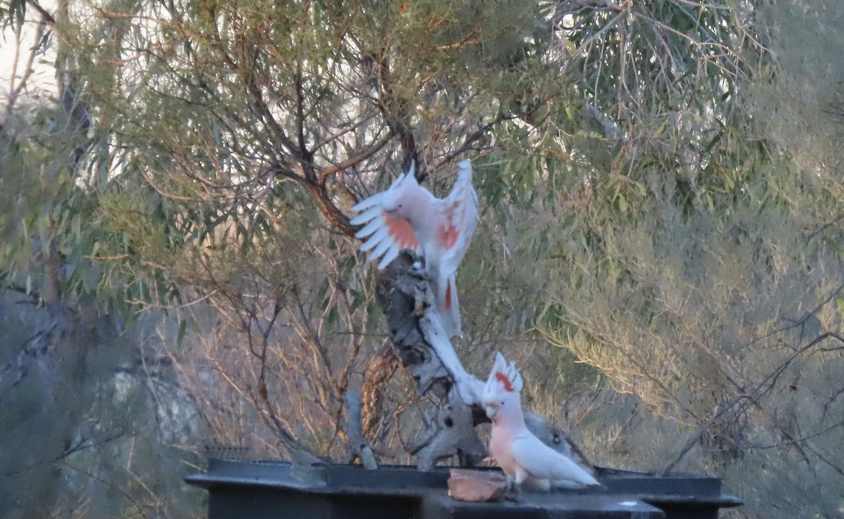 Cacatoès de Leadbeater - ML640350925
