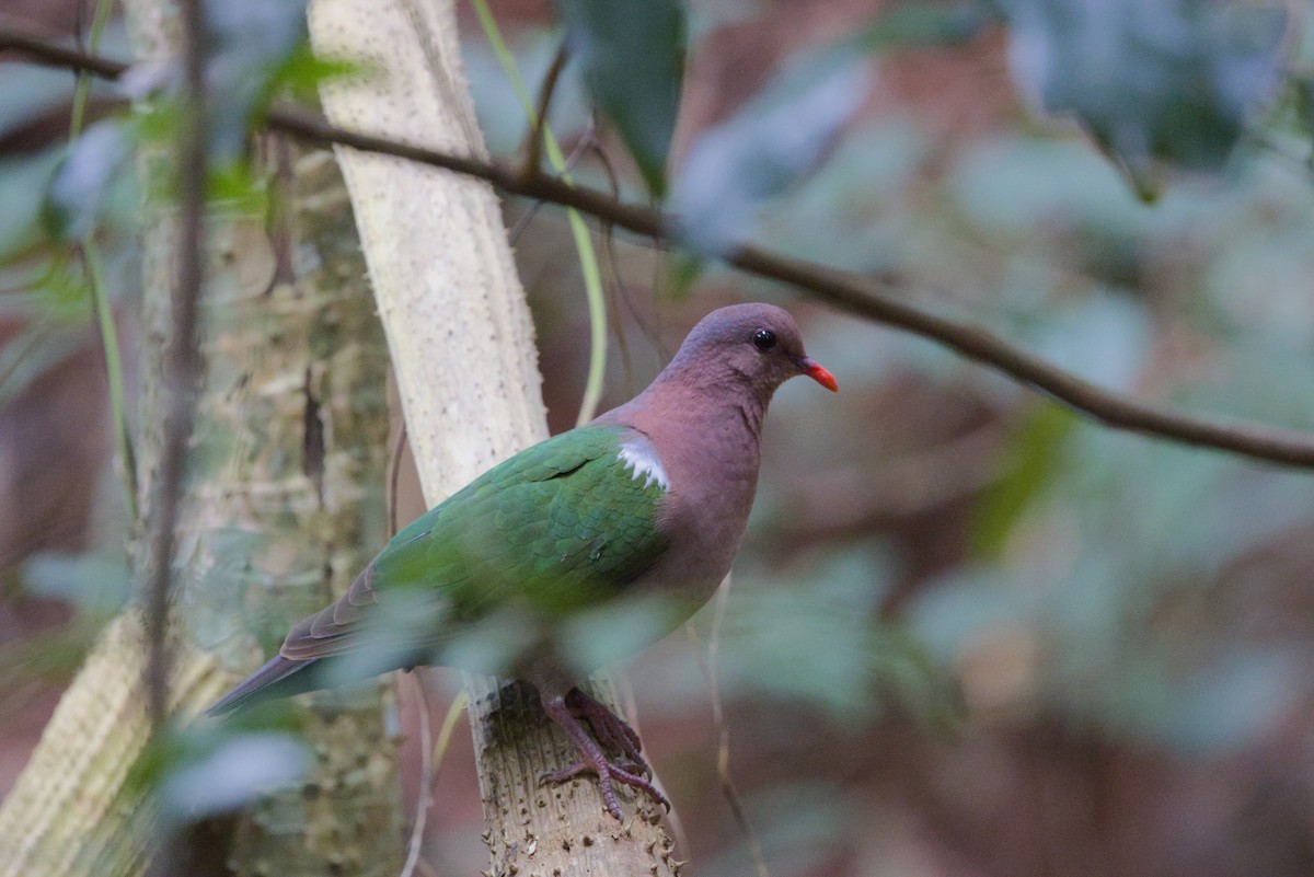 Pacific Emerald Dove - ML640350928