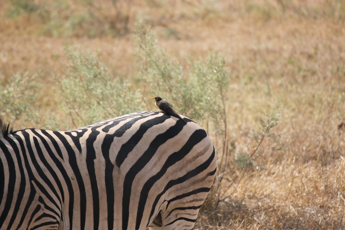 Yellow-billed Oxpecker - ML640350946