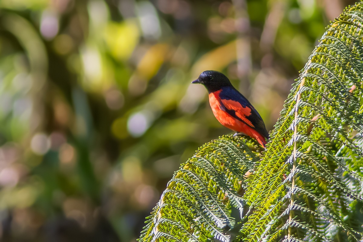 Sunda Minivet - ML640350950