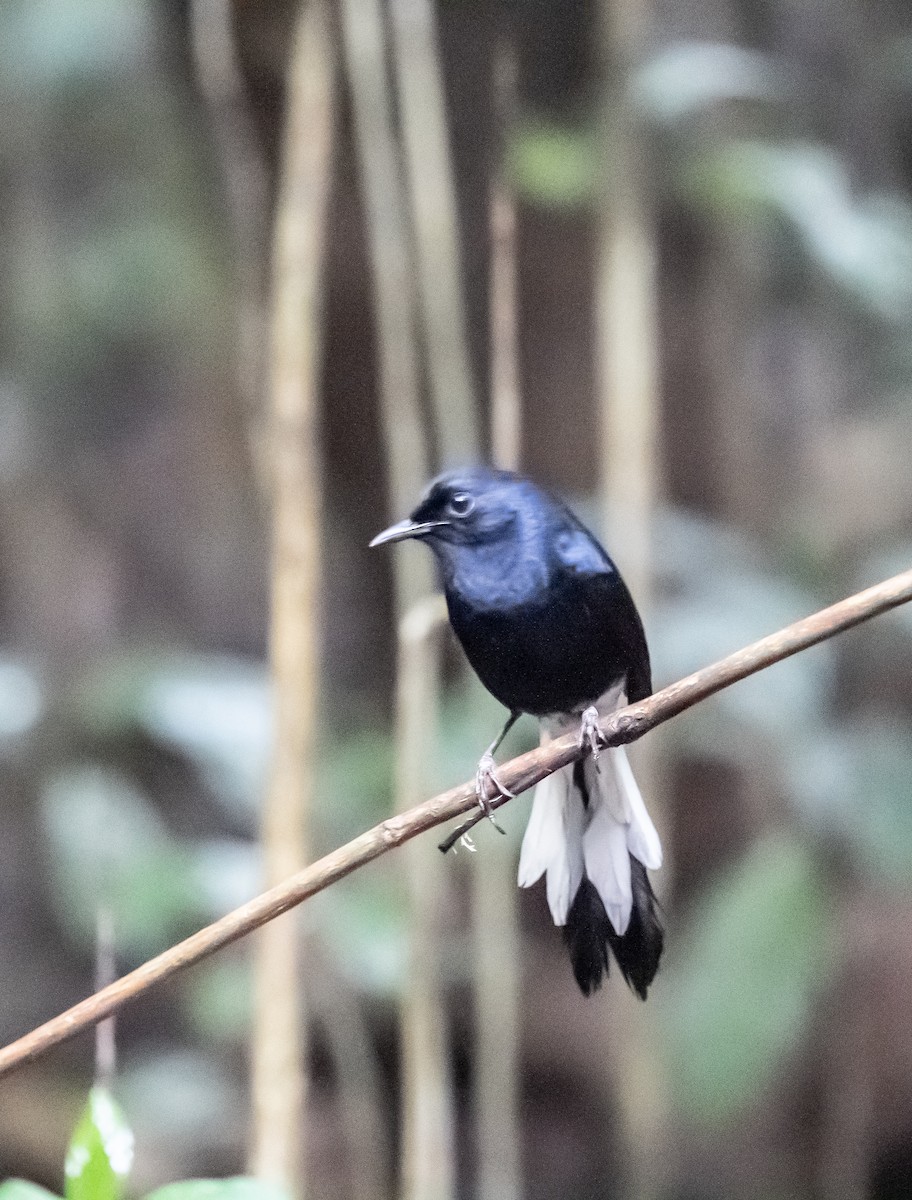 クロシキチョウ - ML640350962