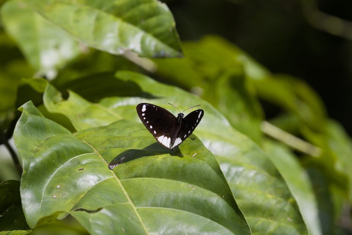 Double-branded Crow Butterfly - ML640350966