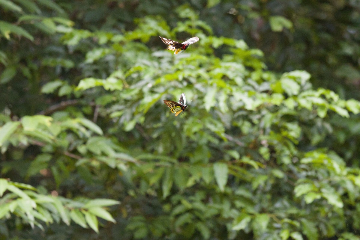 Common Green Birdwing - ML640350968