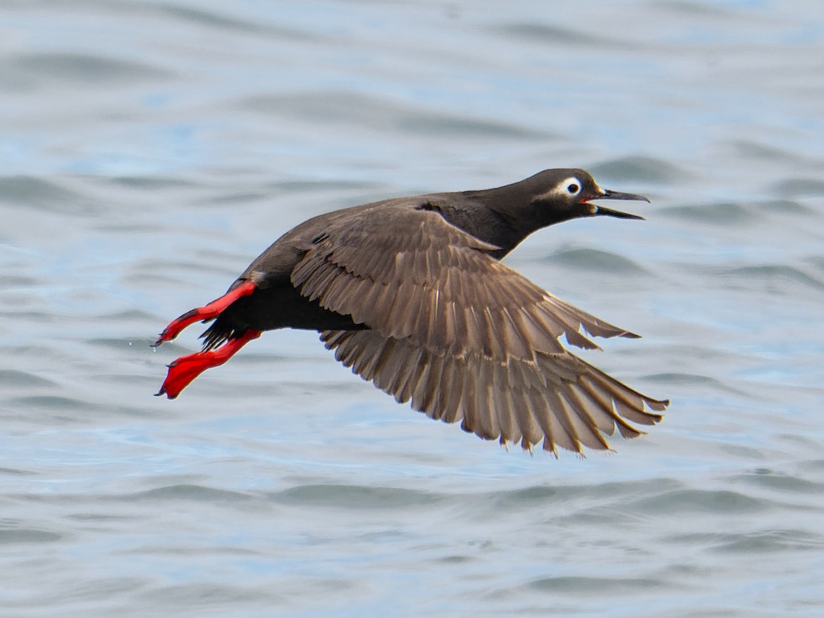 Spectacled Guillemot - ML640350969