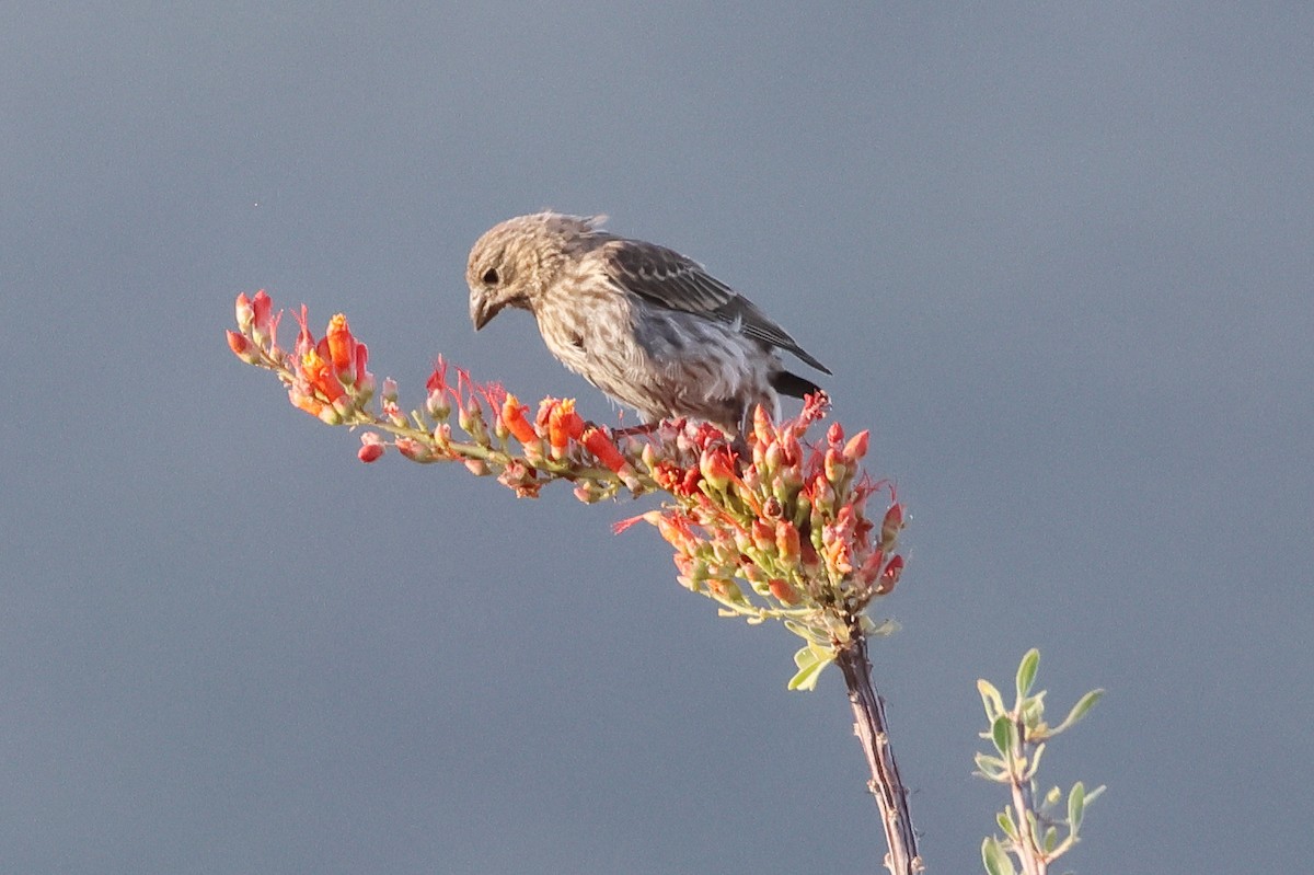 House Finch - ML640350974