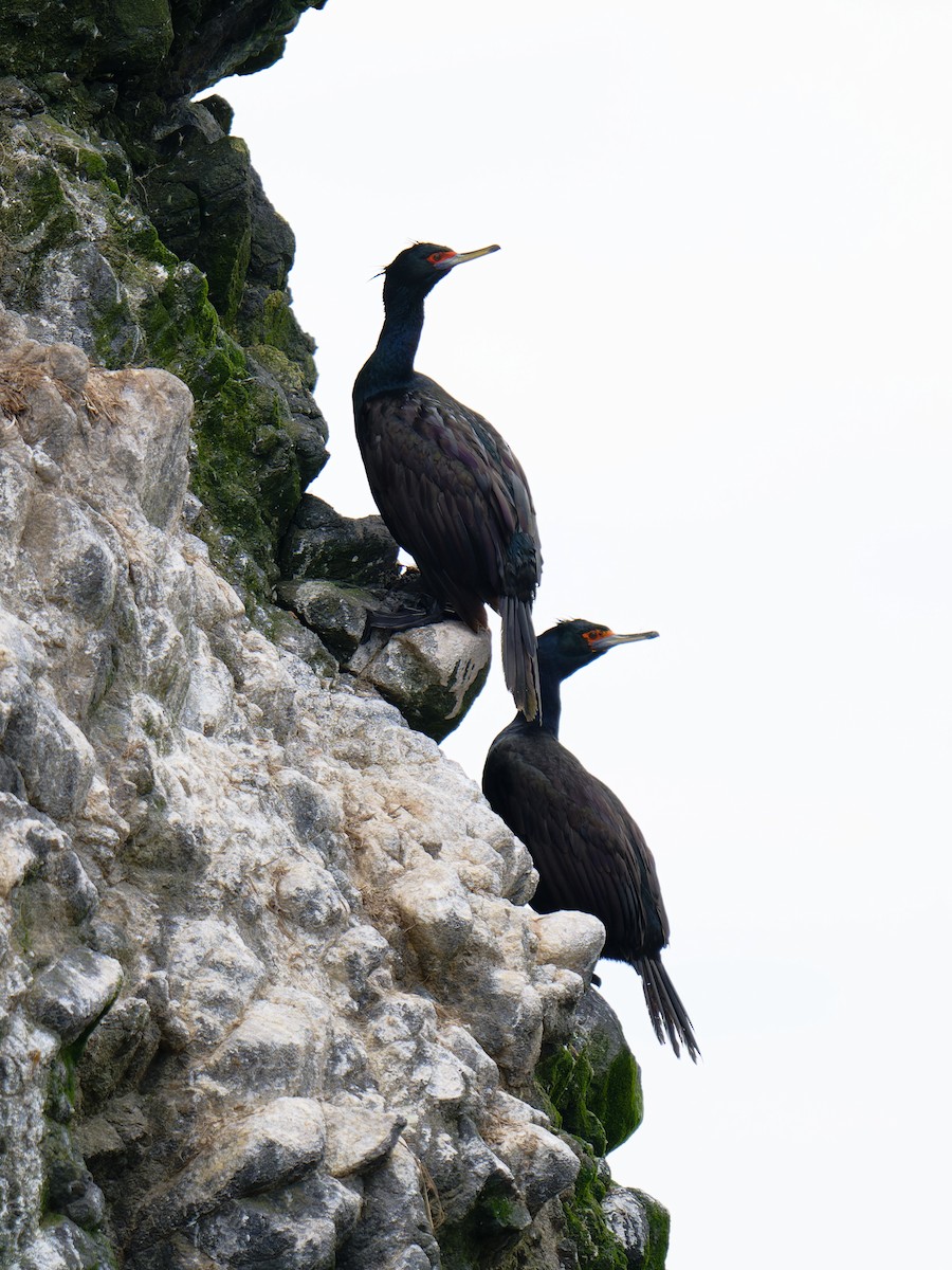 Red-faced Cormorant - ML640350977