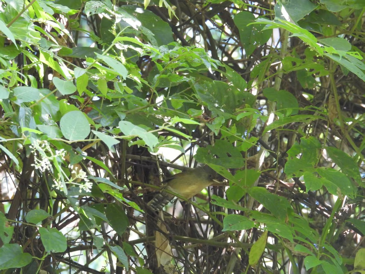 Rusty-fronted Barwing - ML640350983