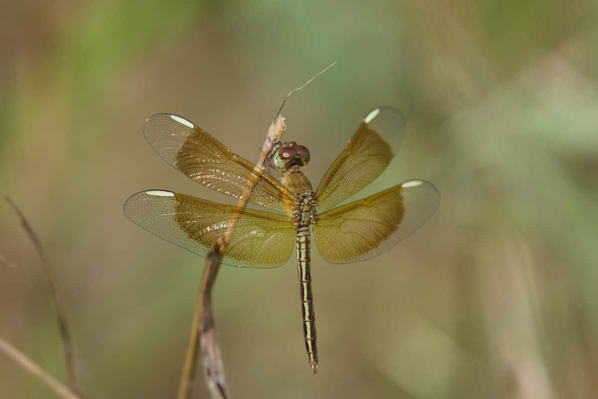 Insects - ML640350990