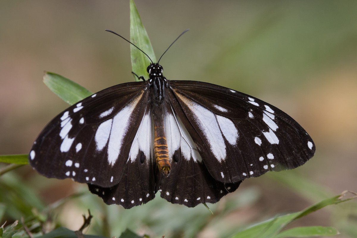 Swamp Tiger Butterfly - ML640350998