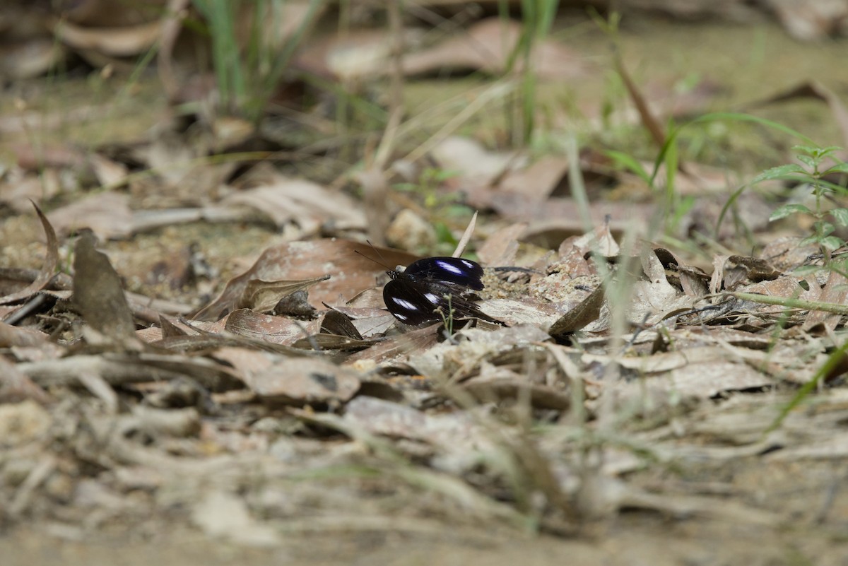 Great Eggfly - ML640350999