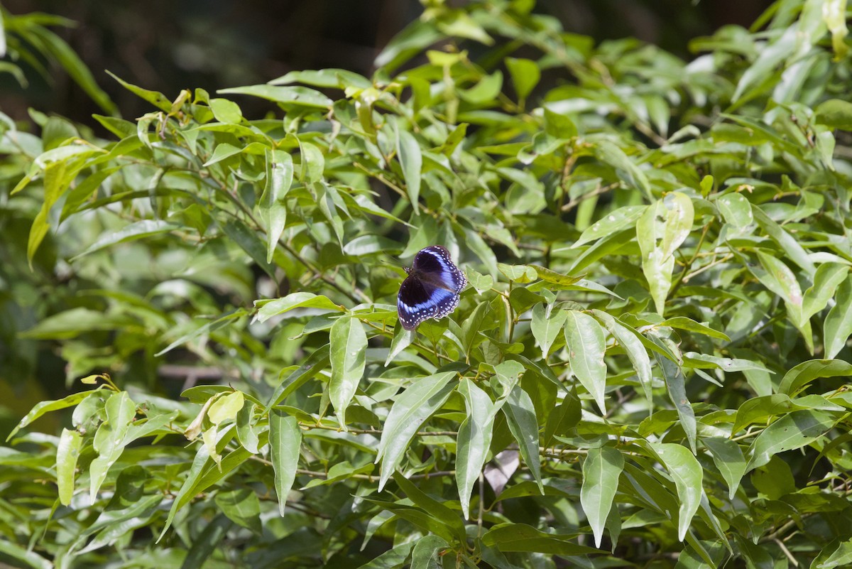 Blue-banded Eggfly - ML640351000