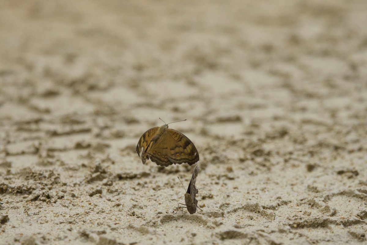 Brown Pansy - ML640351001