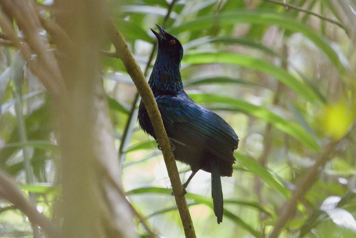 Trumpet Manucode - ML640351029