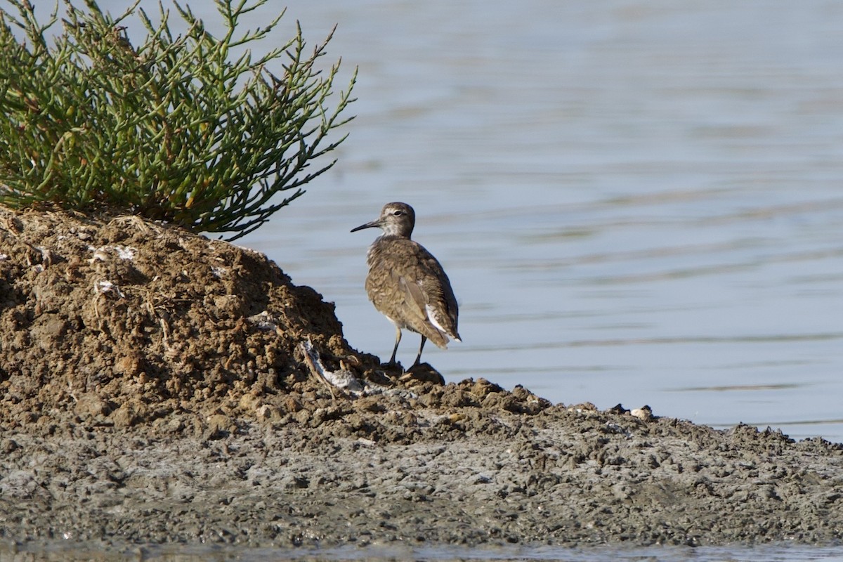 strandsnipe - ML640351061
