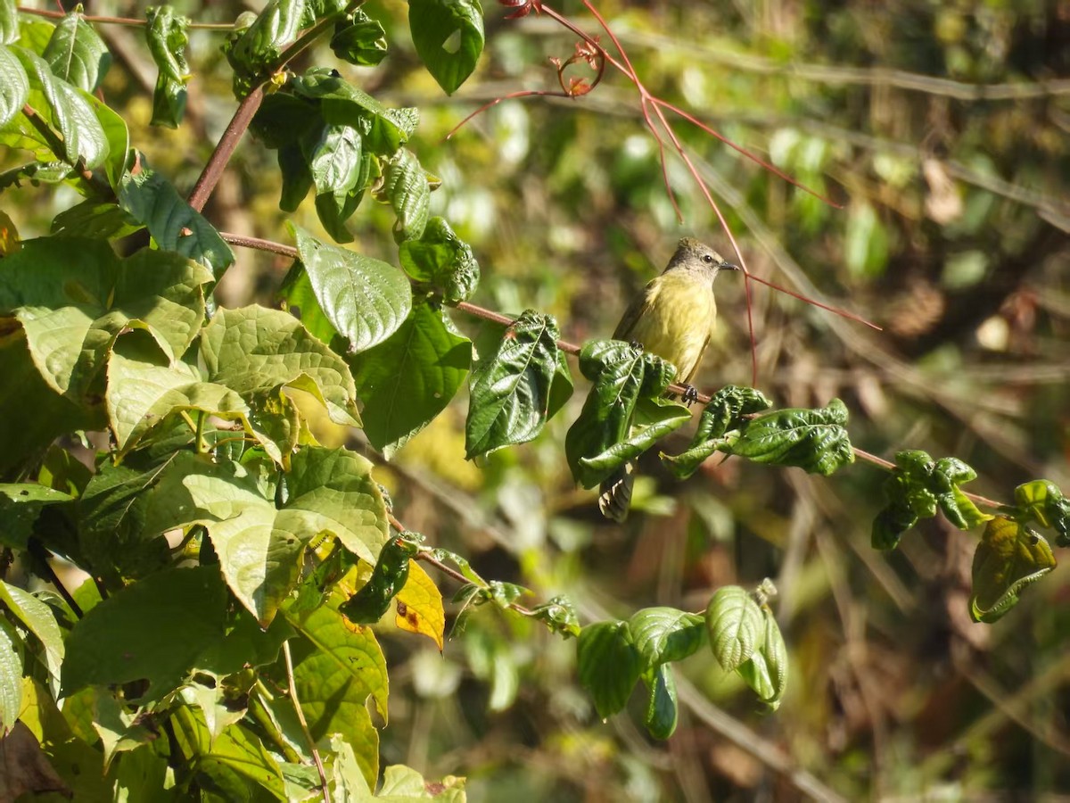 Flavescent Bulbul - ML640351092