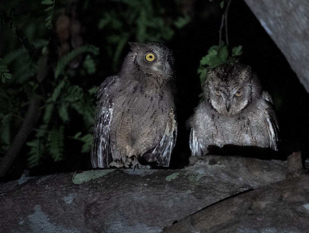 ボルネオコノハズク - ML640351114