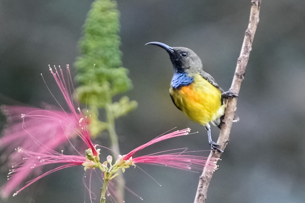 Apricot-breasted Sunbird - ML640351149