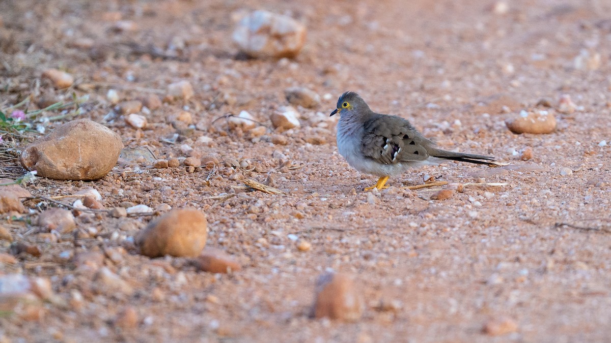Long-tailed Ground Dove - ML640351161