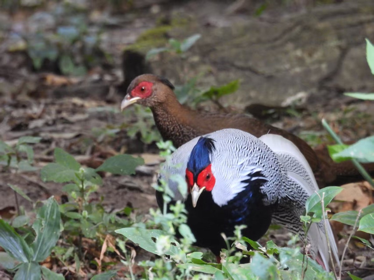 Silver Pheasant - ML640351162
