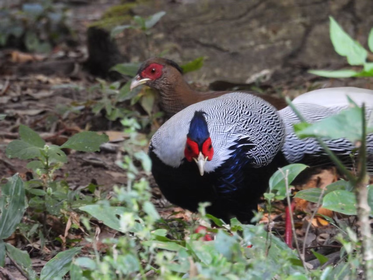 Silver Pheasant - ML640351167