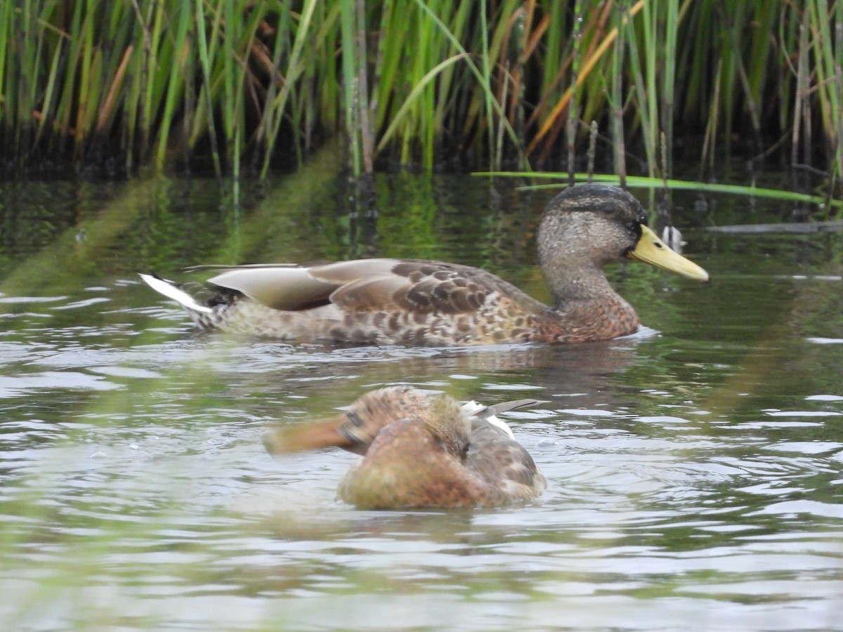 Mallard - ML640351169