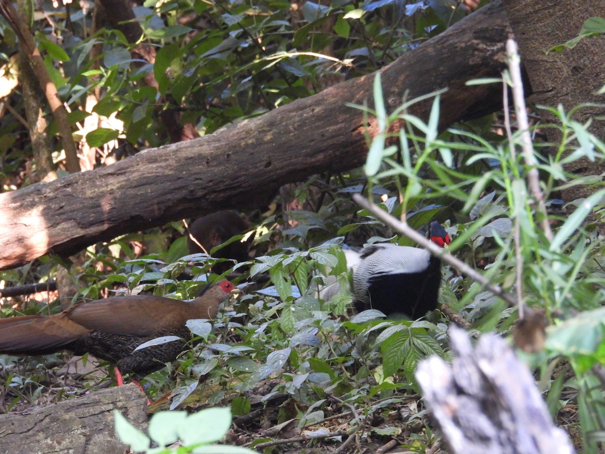 Silver Pheasant - ML640351176