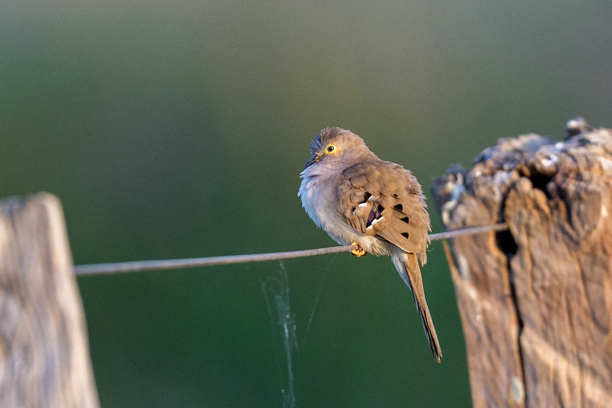 Long-tailed Ground Dove - ML640351183