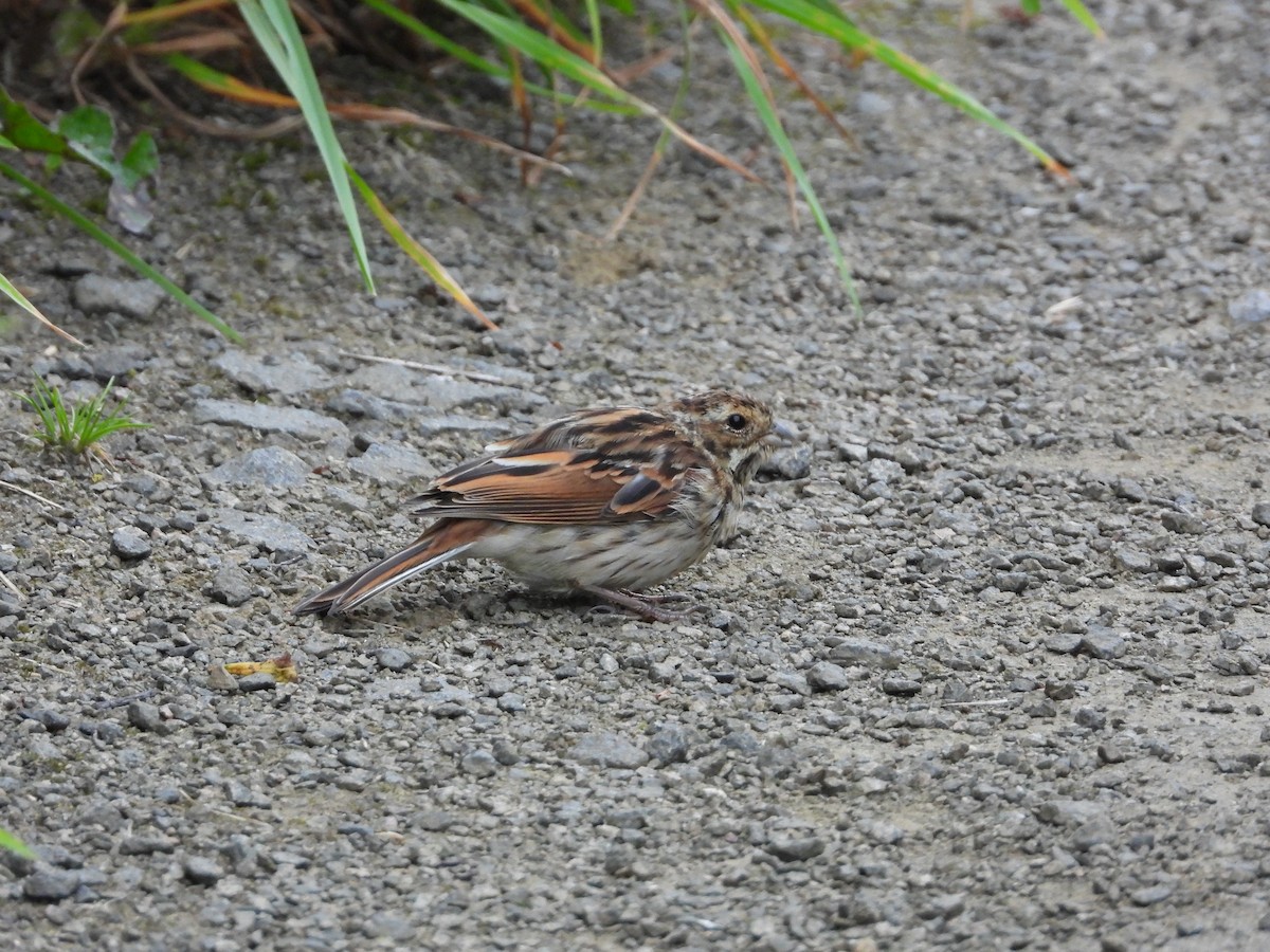 Reed Bunting - ML640351191