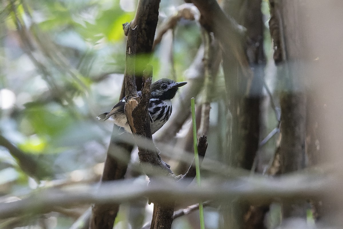 Dot-backed Antbird - ML640351216