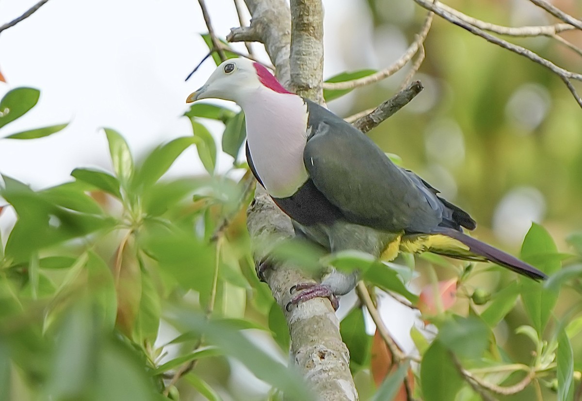 Red-naped Fruit-Dove - ML640351235