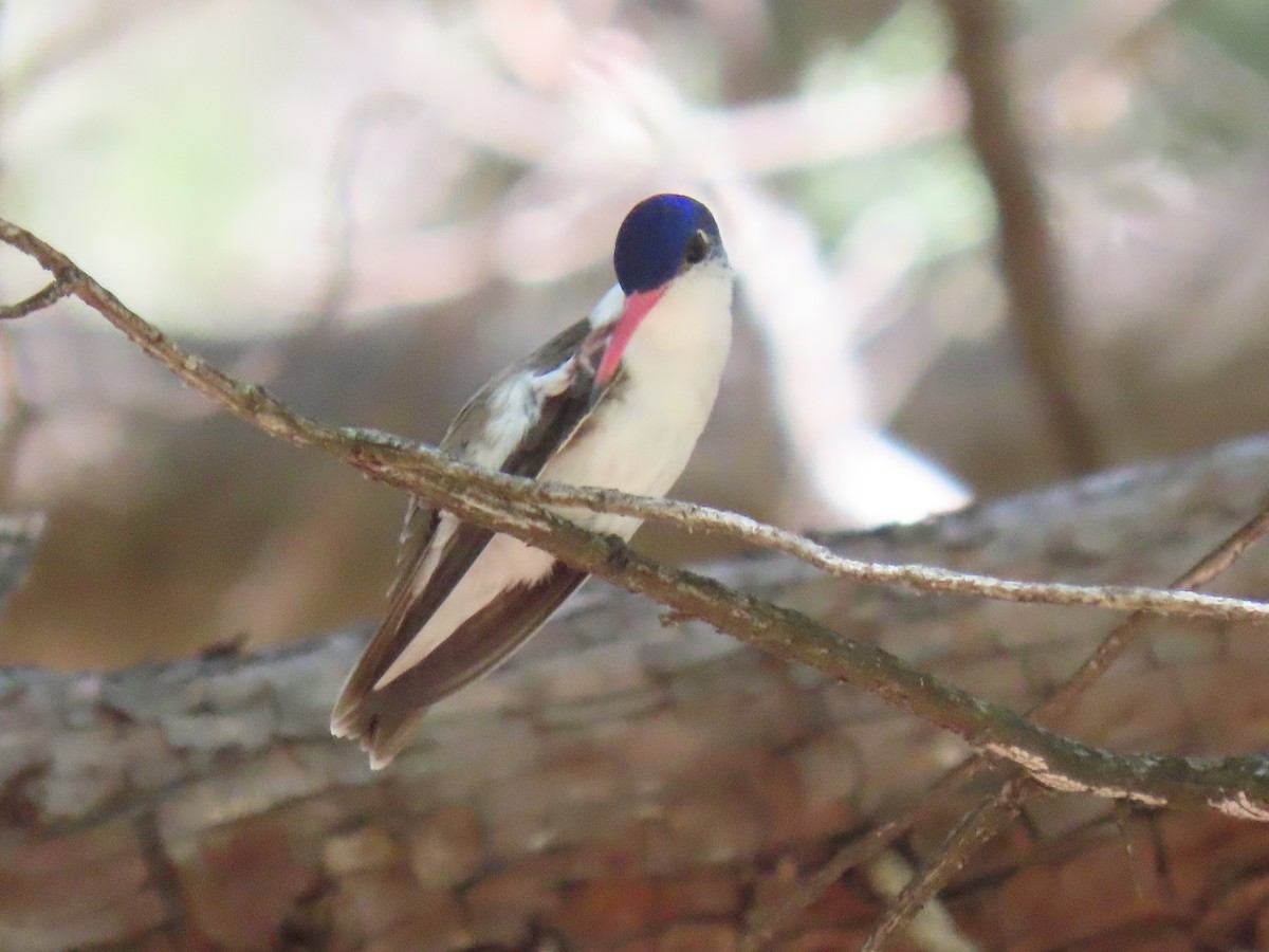 Violet-crowned Hummingbird - ML640351247