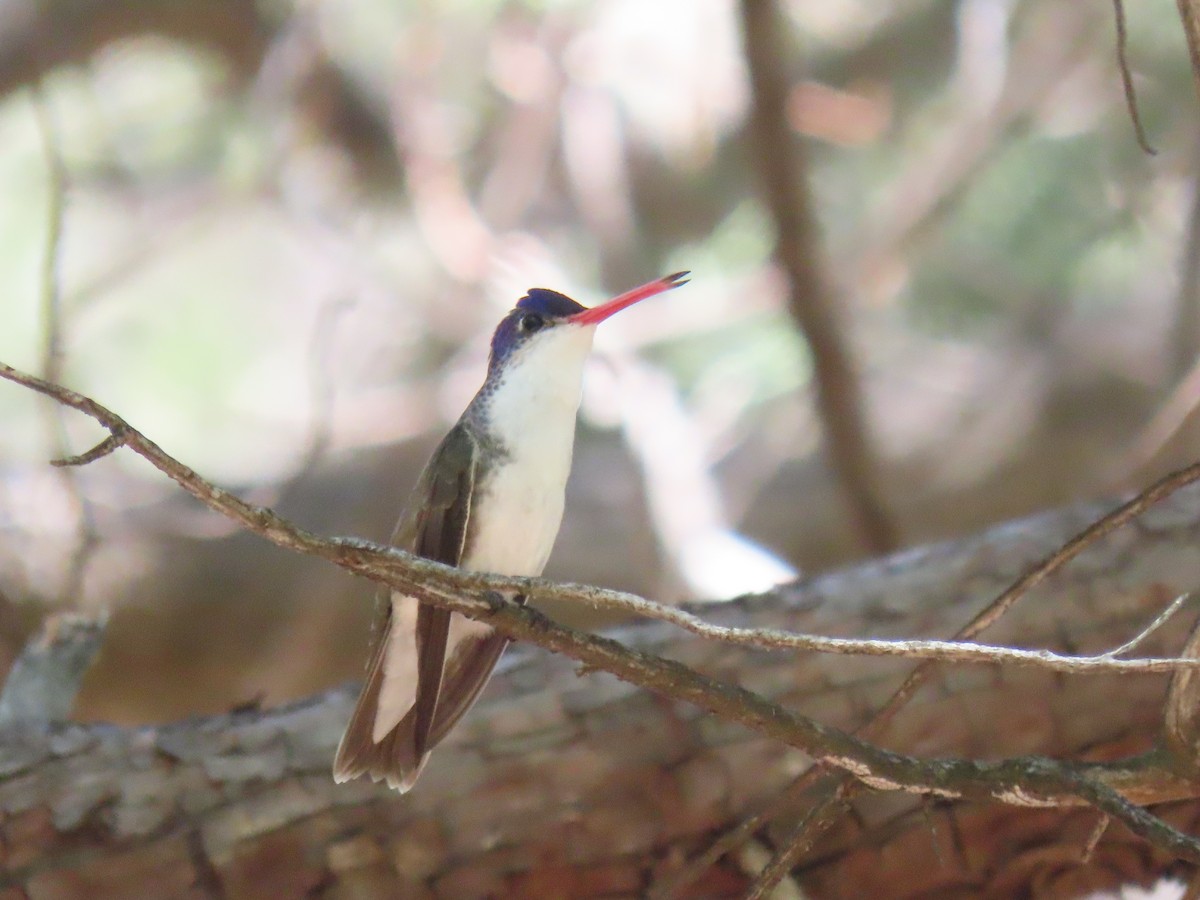 Violet-crowned Hummingbird - ML640351248