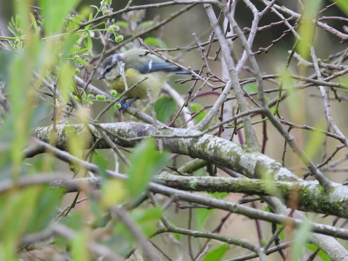 Eurasian Blue Tit - ML640351277