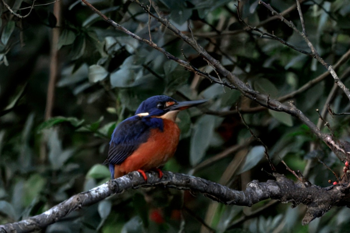 Azure Kingfisher - ML640351311