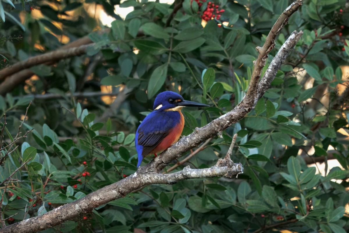 Azure Kingfisher - ML640351316