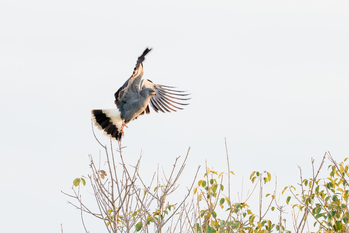 Snail Kite - ML640351317