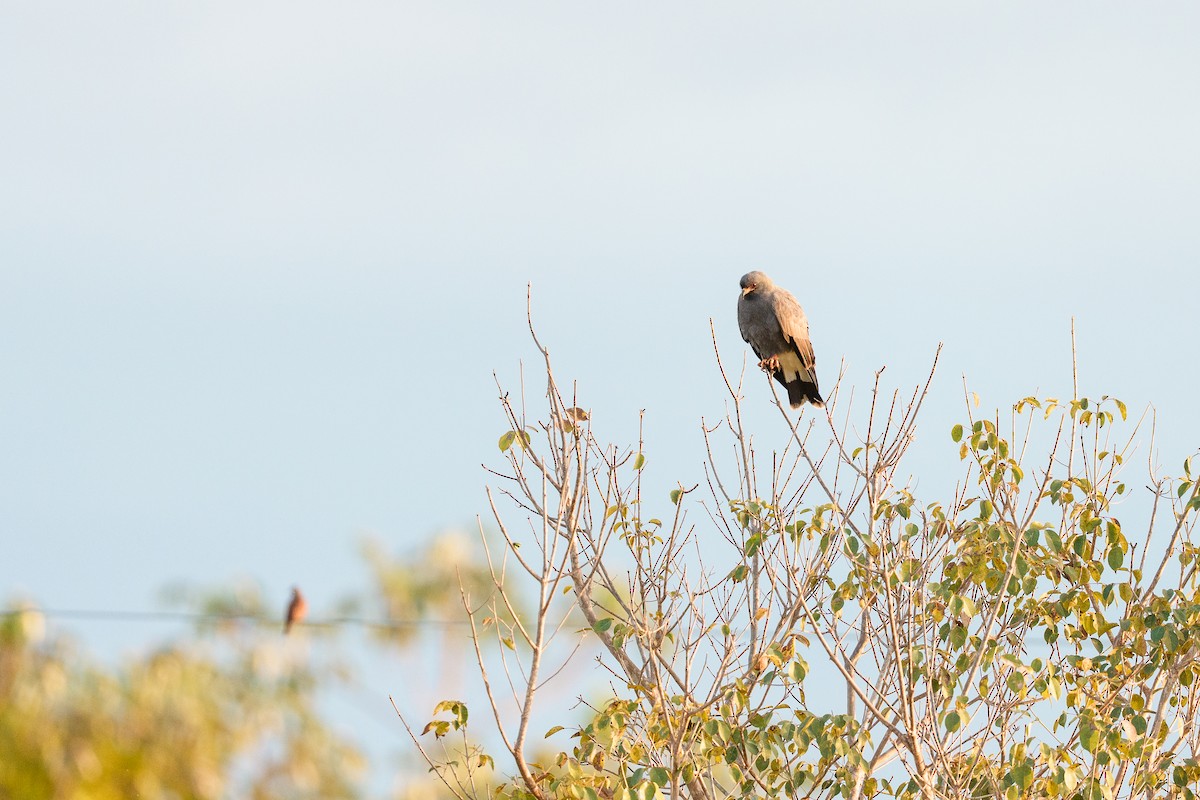 Snail Kite - ML640351319