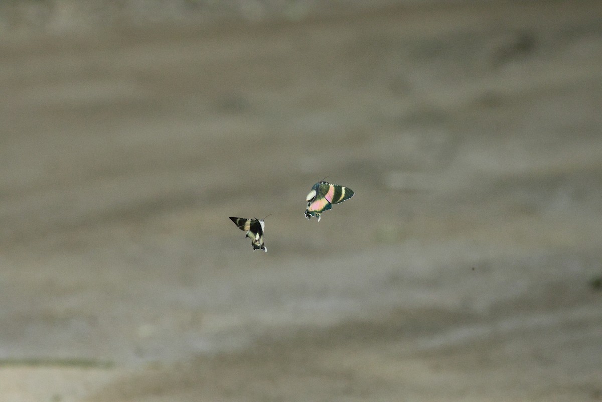 North Queensland Day Moth - ML640351347