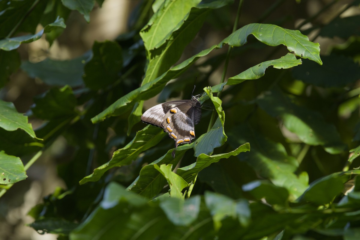 Ulysses Butterfly - ML640351348
