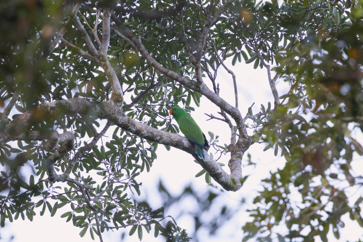 Papuan Eclectus - ML640351356