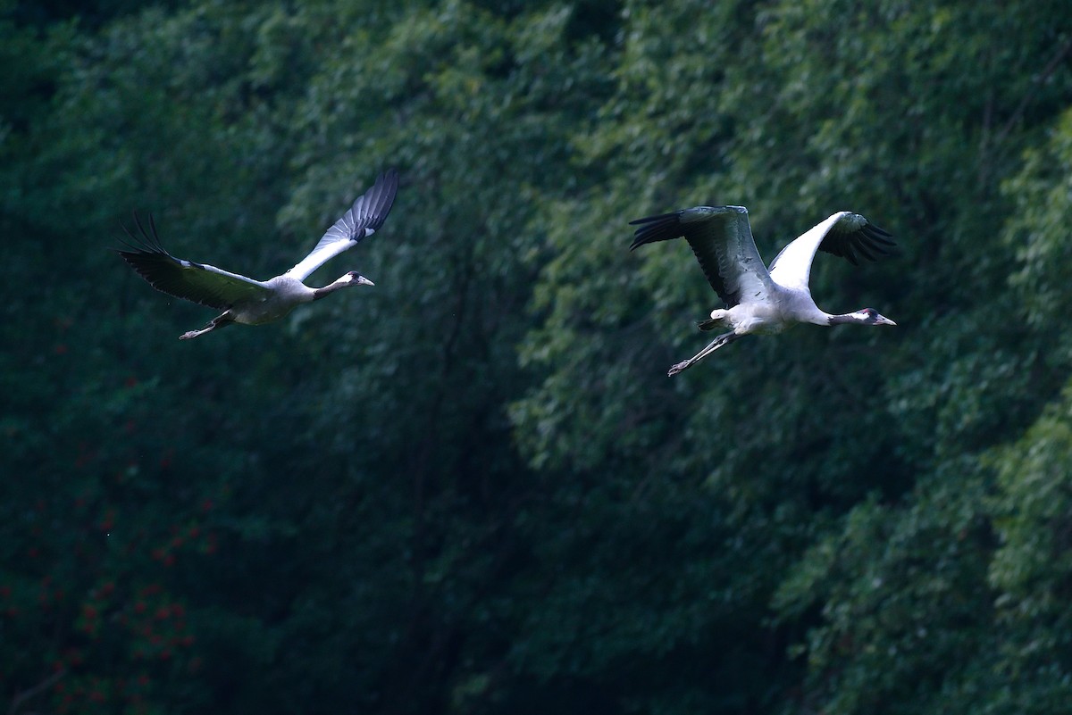 Common Crane - ML640351388
