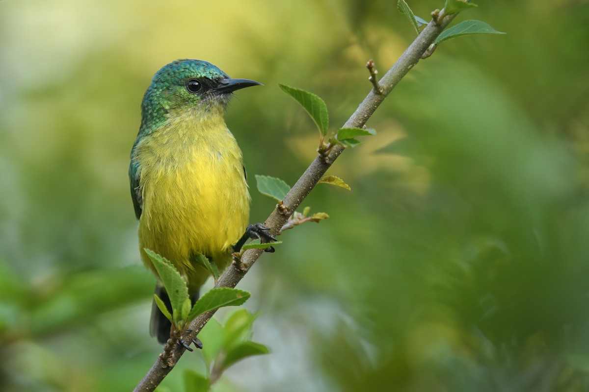 Collared Sunbird - ML640351392