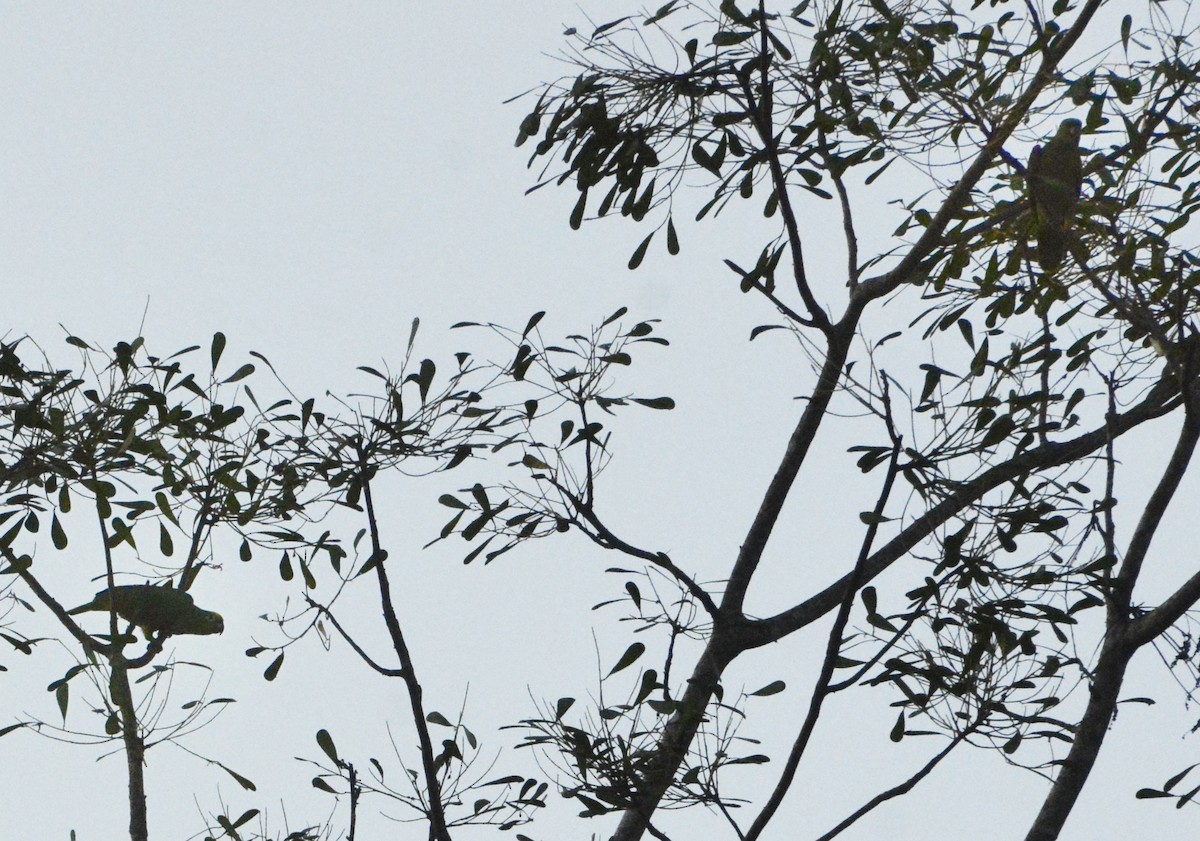 Yellow-crowned Amazon - ML640351393