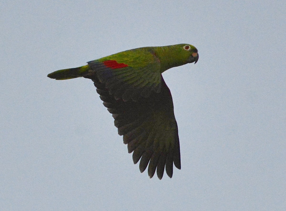 Yellow-crowned Amazon - ML640351394