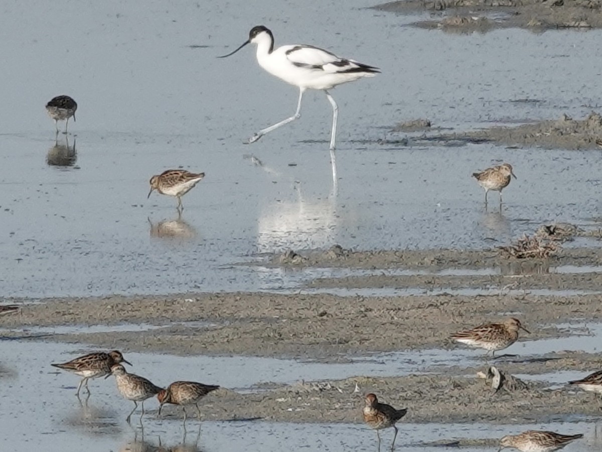 Sharp-tailed Sandpiper - ML640351405