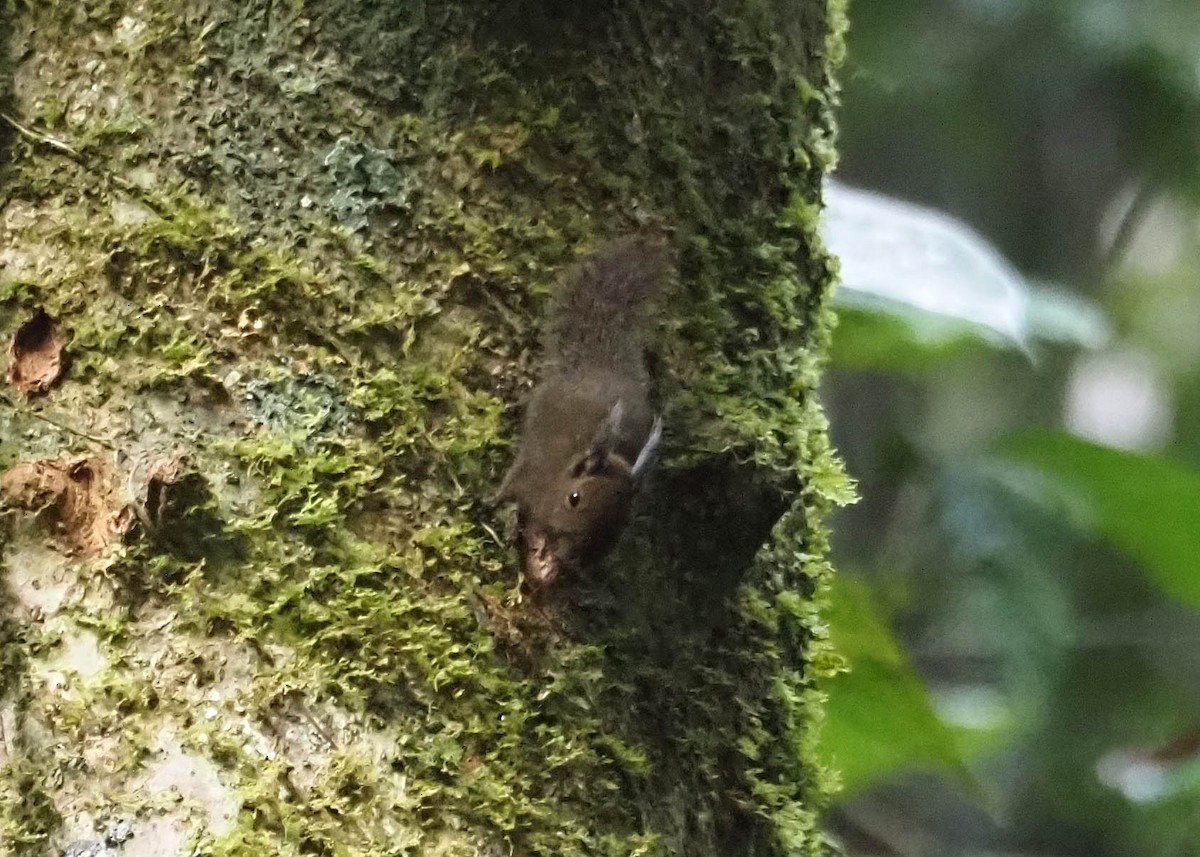 Tufted Pygmy Squirrel - ML640351406