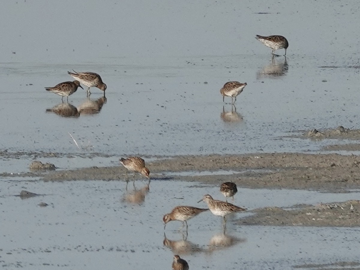 Sharp-tailed Sandpiper - ML640351407