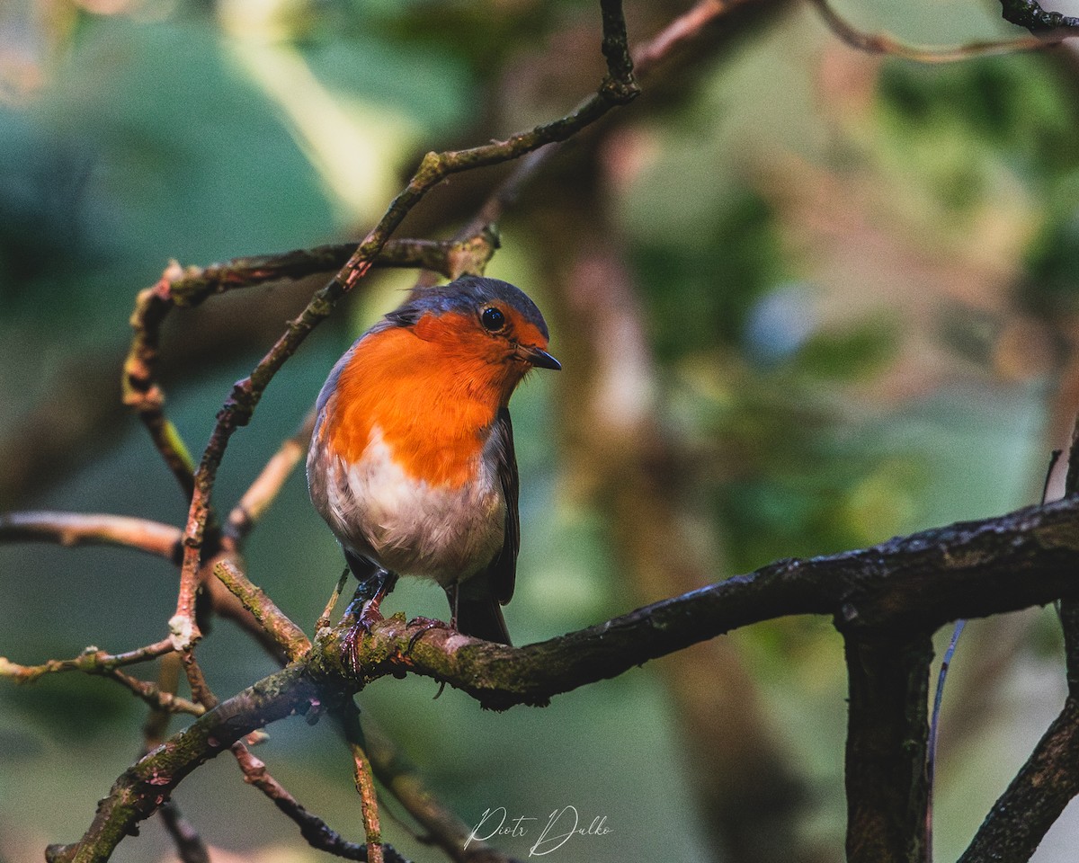 European Robin - ML640351484